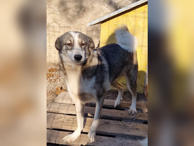 Inka - vorsichtig und verträglich