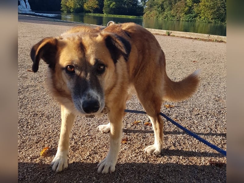 Violet - gemütlich und verschmust - BEREITS IN DEUTSCHLAND