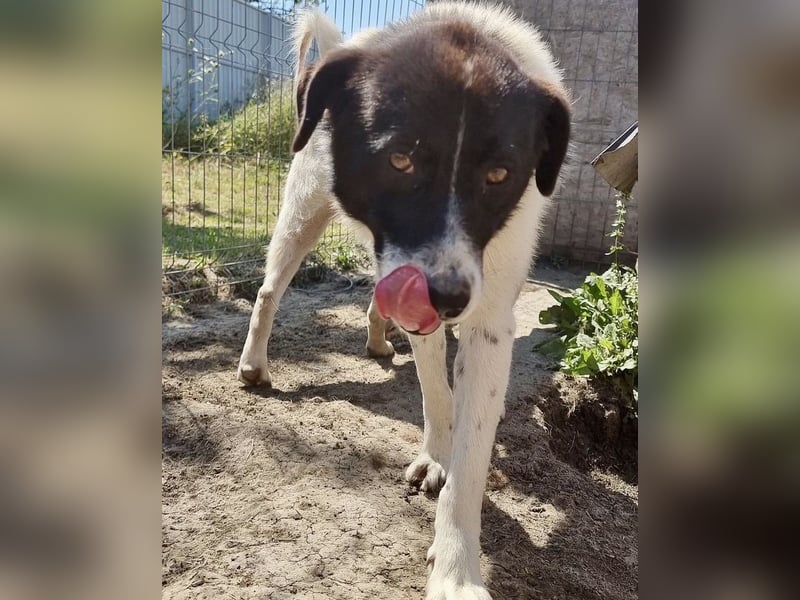 Ike - verschmust und freundlich