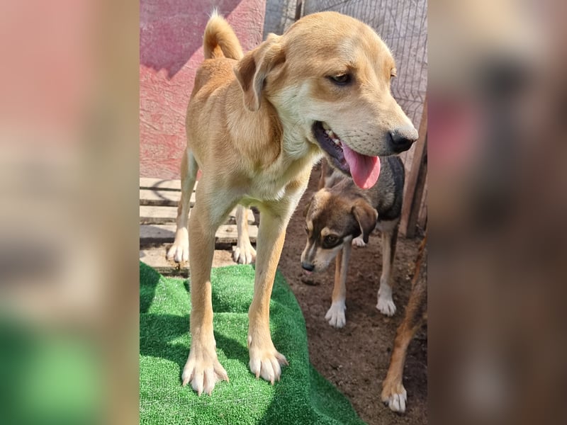 Findus - neugierig und verschmust