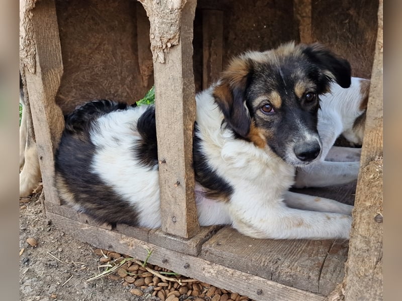 Gretchen - interessiert und neugierig