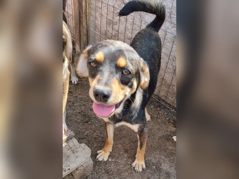 Maddy - freundlich und lernwillig