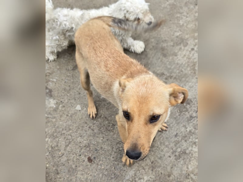 Suki - offen und neugierig