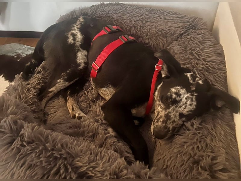 Manchas - verschmust, zutraulich und freundlich / bereits in DE