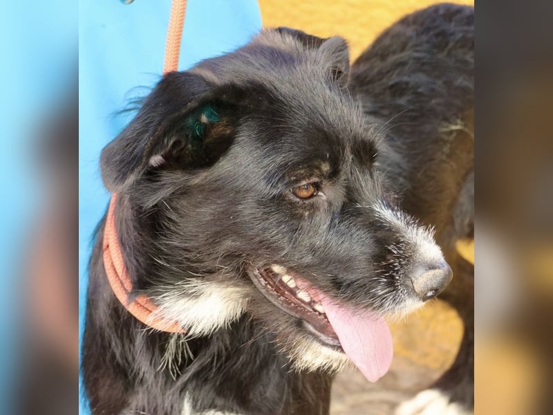 Pati, menschenbezogen, sanft, sehr sozial