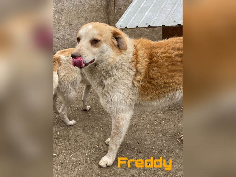 Freddy & Frieda - neugierige Geschwister