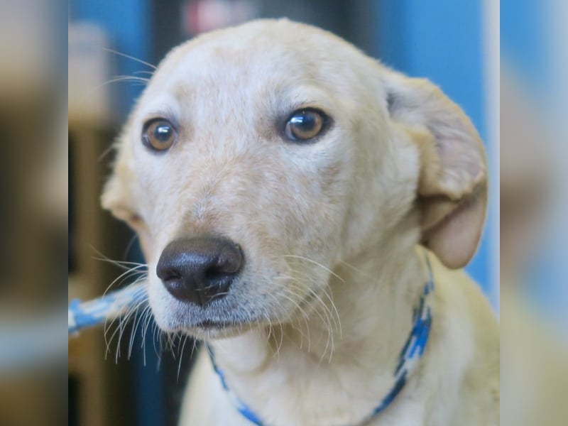 Jacinto - verspielt, freundlich und lernwillig