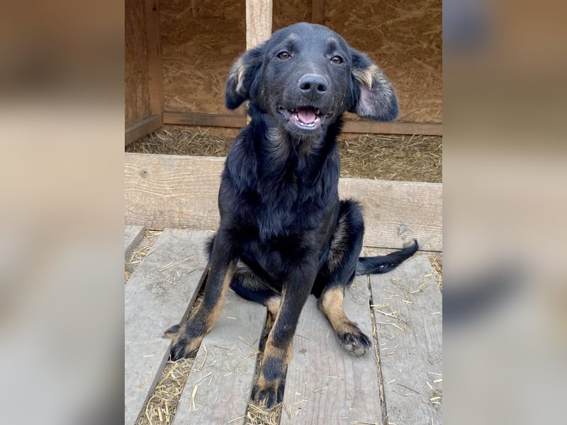 Juna - verträglich und neugierig