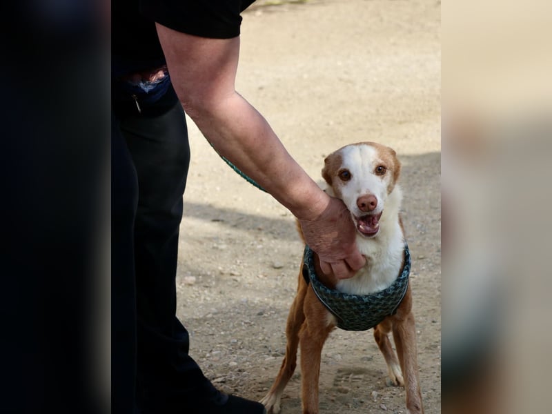 Jota - lässt sich gerne anfassen, freundlich und zutraulich