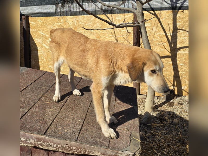 Laika - verschmust und neugierig