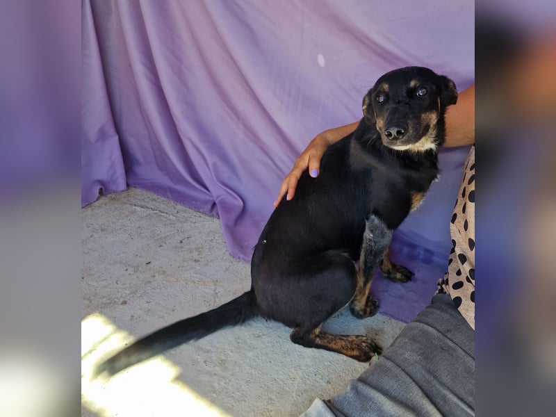 Melvin - neugierig und verspielt