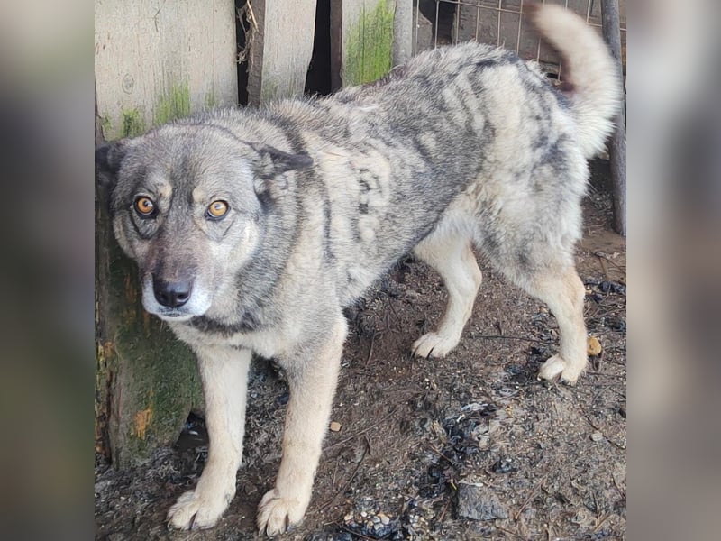 Lolita - freundlich und neugierig
