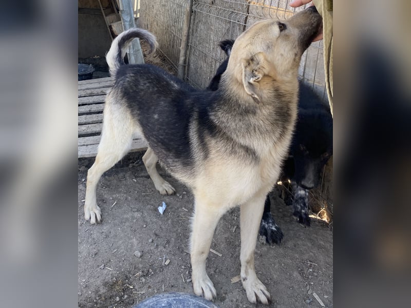 Clemens - neugierig und agil