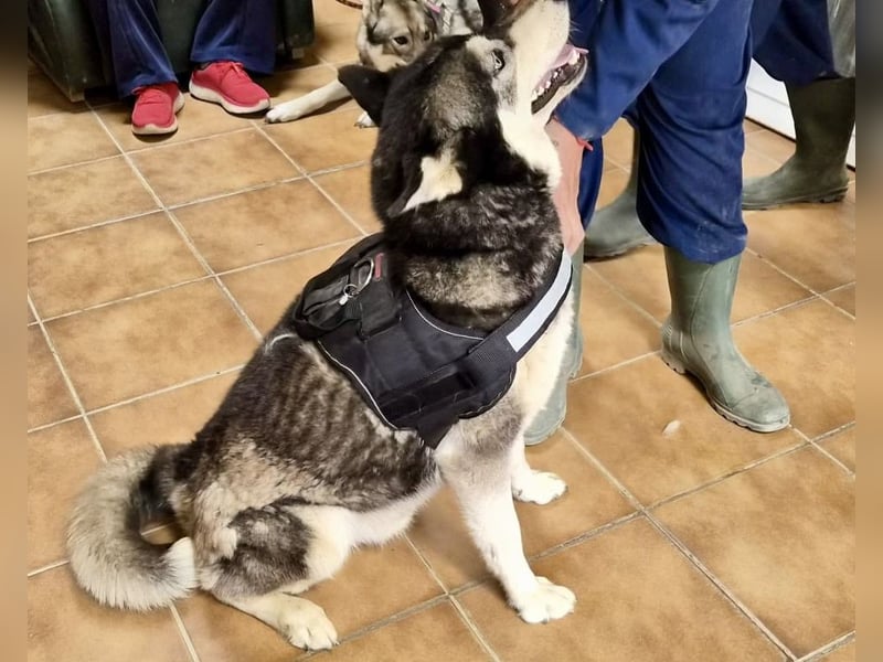 Jacki - neugierig, klug und verschmust RESERVIERT