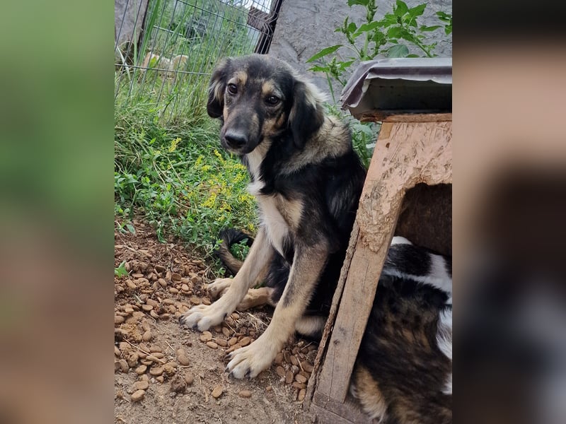 Gismo - verträglich und schüchtern