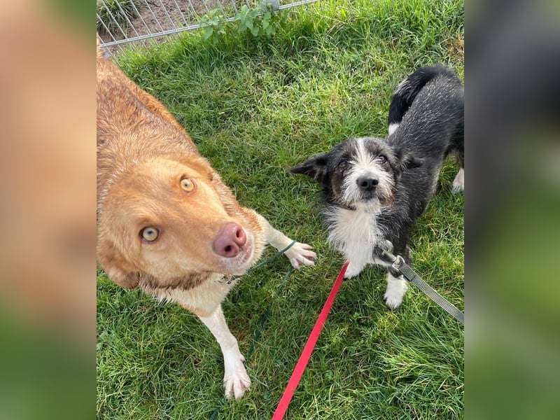 Andorra - freundlich und verträglich - BEREITS IN DEUTSCHLAND