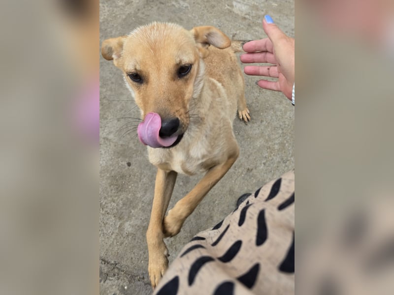 Suki - offen und lernwillig