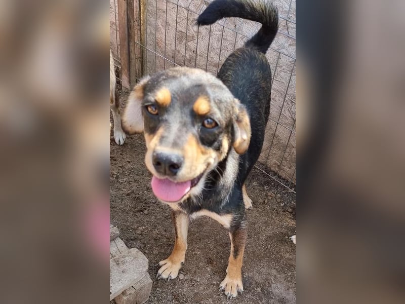 Lenni - freundlich und neugierig