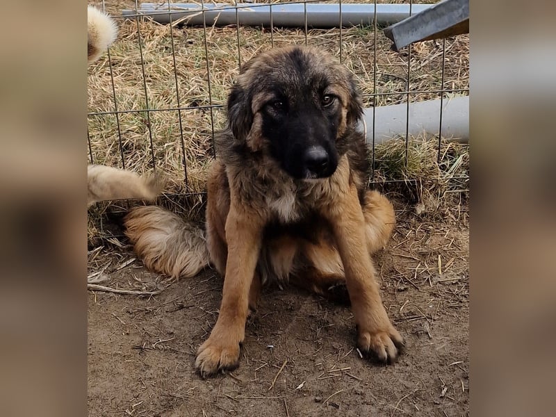 Peach - freundlich und verträglich