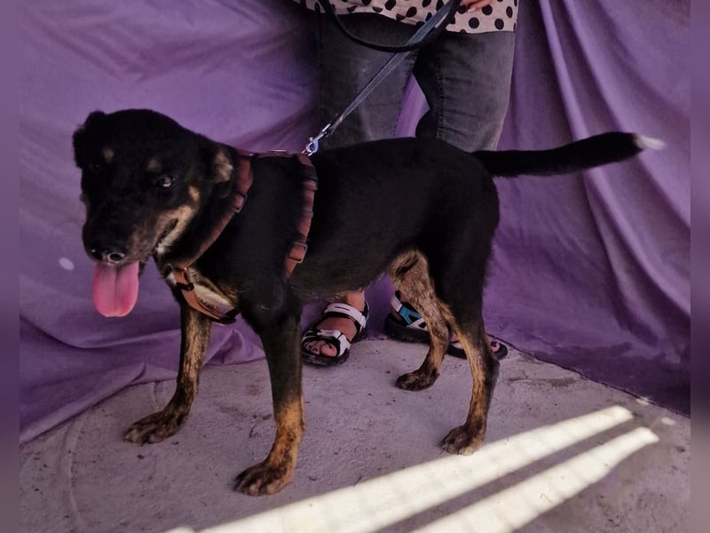 Melvin - neugierig und verspielt