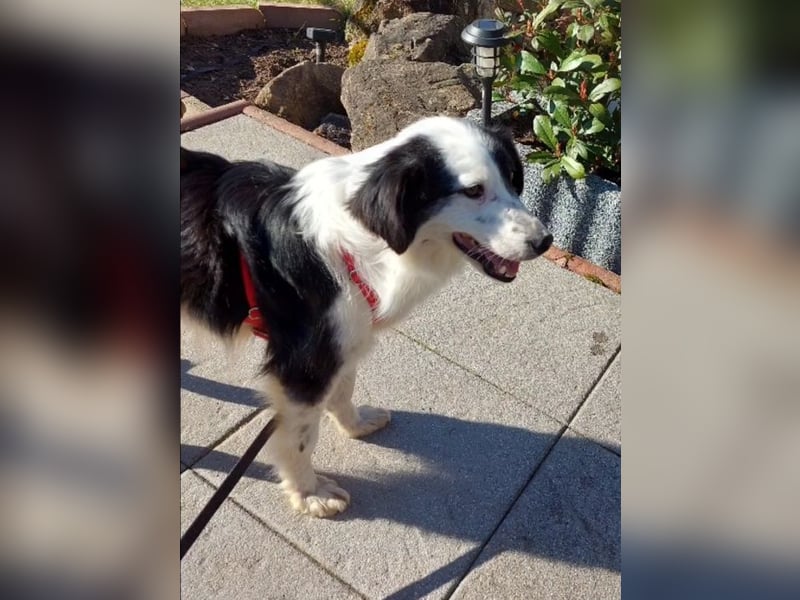 Lilli - verschmust und lernwillig -BEREITS IN DEUTSCHLAND