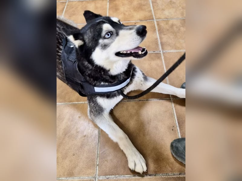 Jacki - neugierig, klug und verschmust RESERVIERT