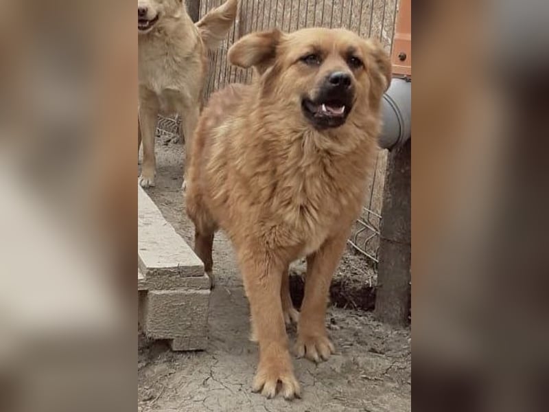 Tanuka - neugierig und interessiert