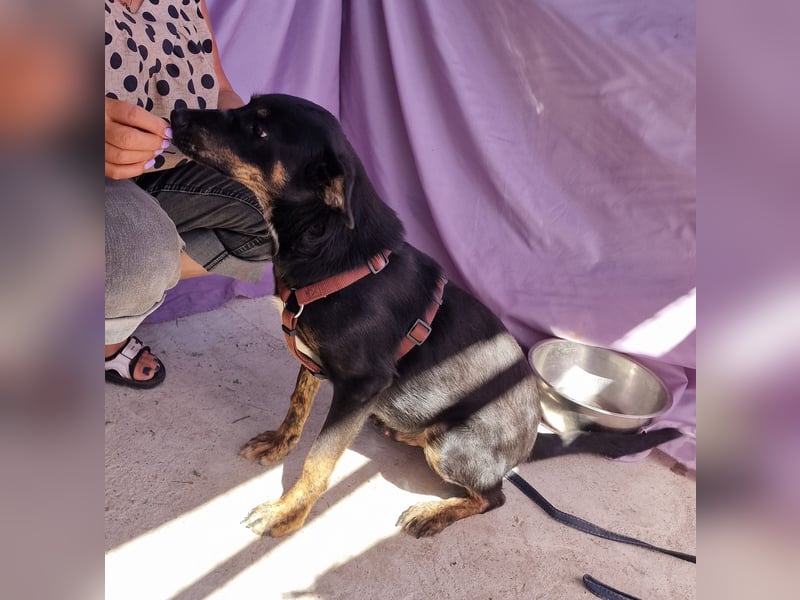 Melvin - neugierig und verspielt