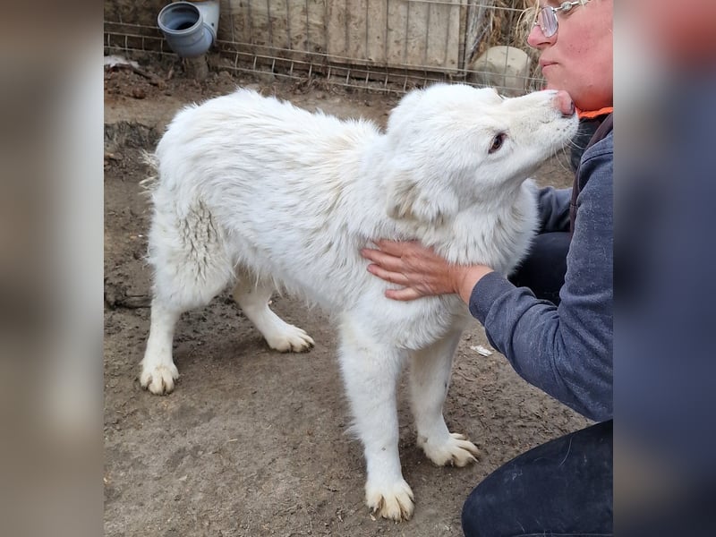 Miko - verschmust und verträglich