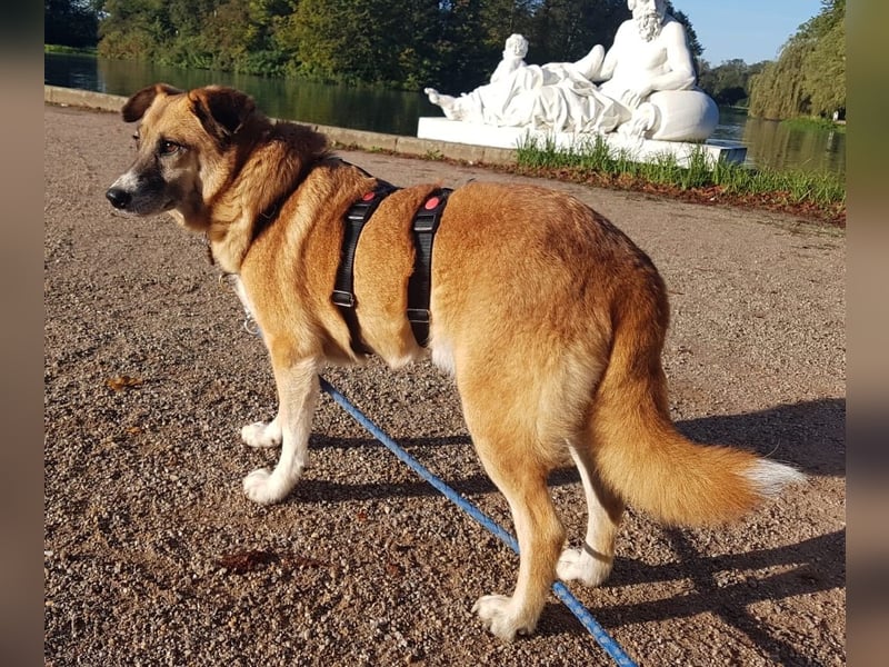 Violet - gemütlich und verschmust - BEREITS IN DEUTSCHLAND