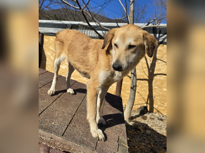 Laika - verschmust und neugierig