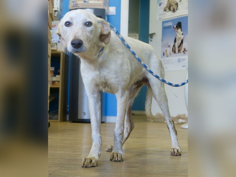 Jacinto - verspielt, freundlich und lernwillig