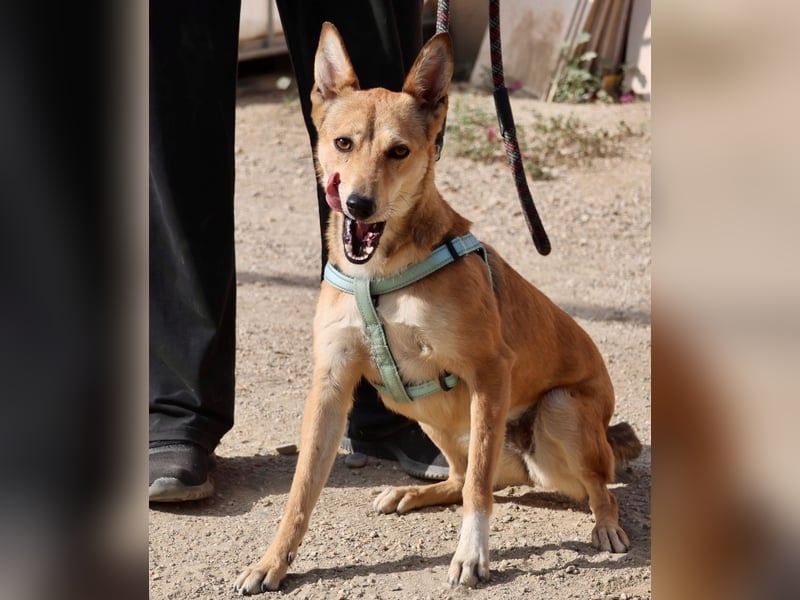 Aqua - freundlich, zuraulich und lässt sich gerne anfassen