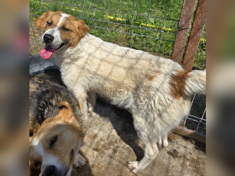 Lucy - interessiert und verträglich