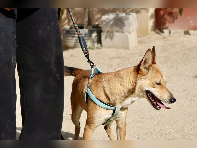 Aqua - freundlich, zuraulich und lässt sich gerne anfassen