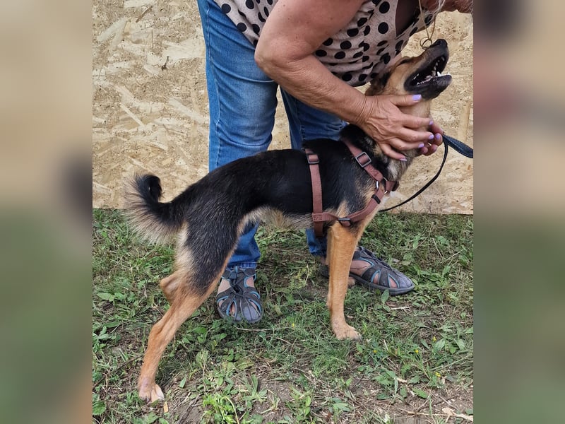 Juniper - jung und neugierig