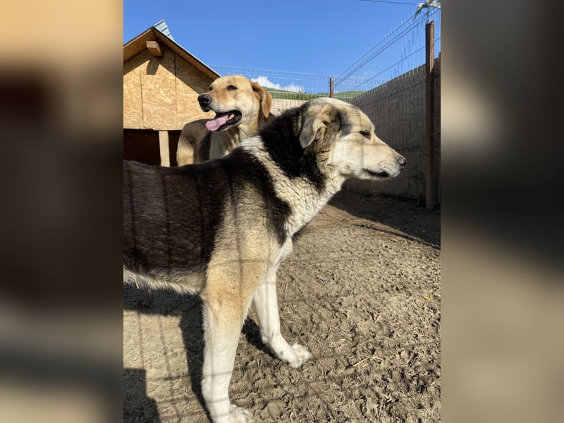 Liyana - interessiert und verträglich