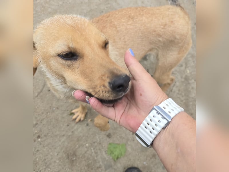 Suki - offen und lernwillig