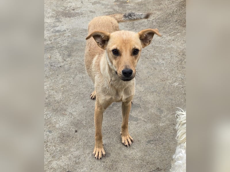 Suki - offen und lernwillig