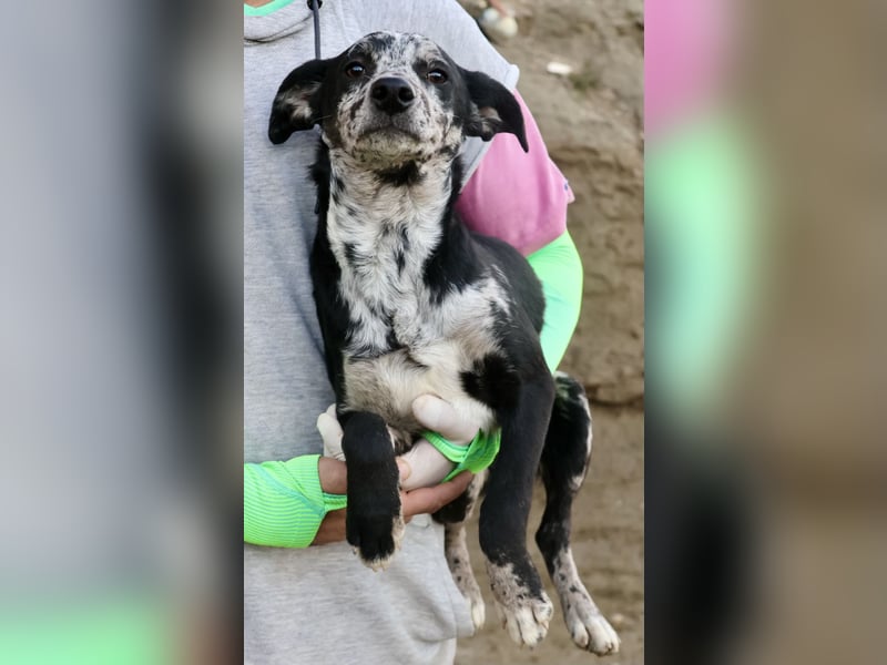 Manchas - verschmust, zutraulich und freundlich / bereits in DE