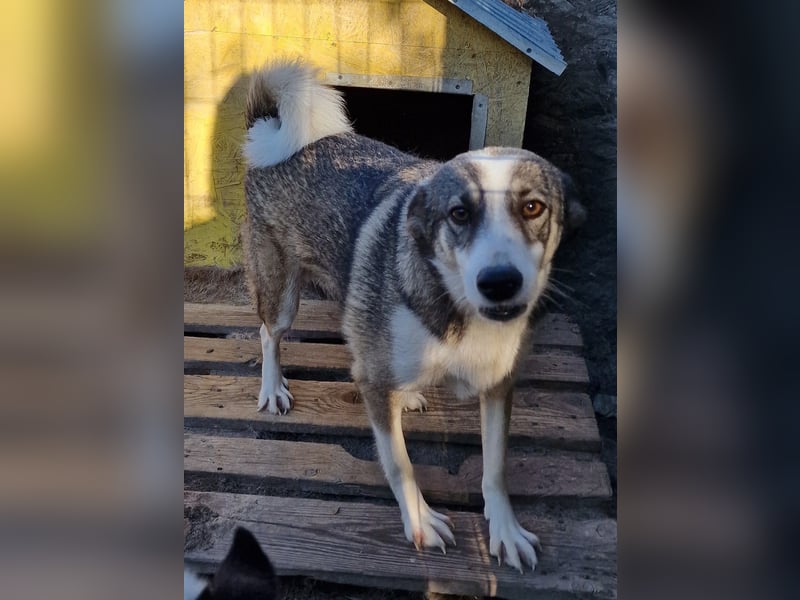 Inka - vorsichtig und verträglich