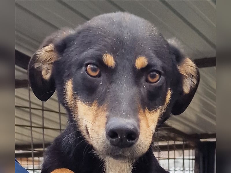 Linus - verträglich und vorsichtig