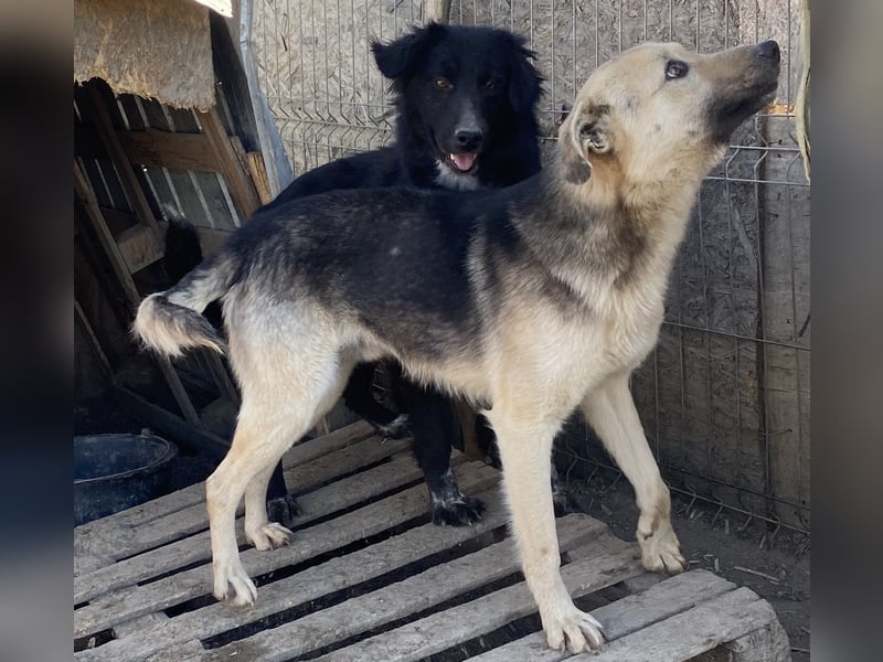 Clemens - neugierig und agil