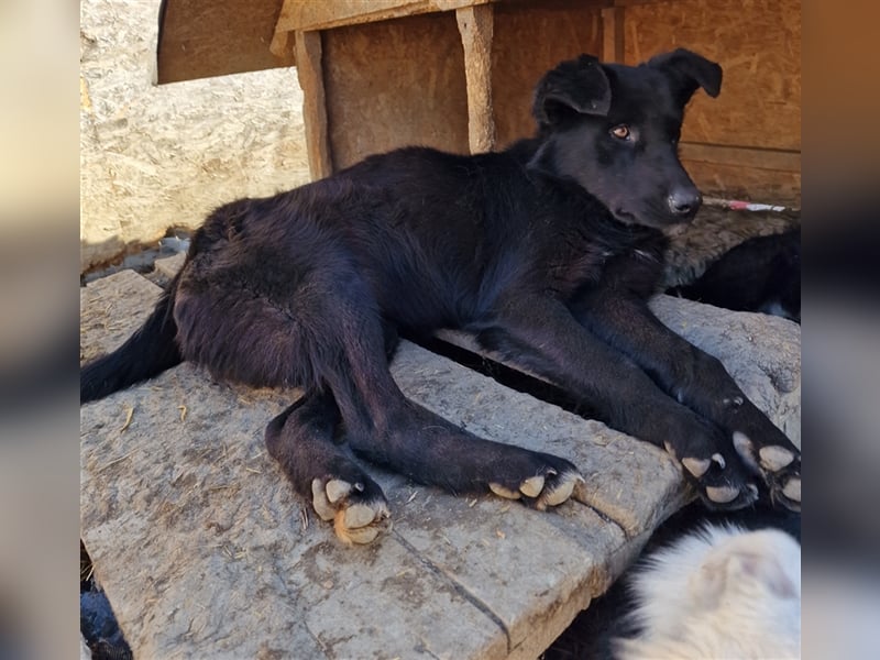 Harriet - freundlich und verträglich