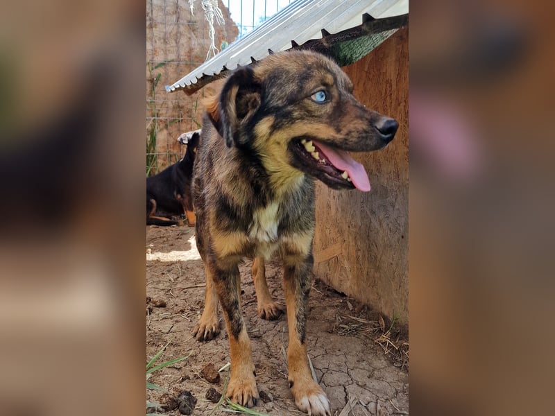 Azul - verträglich und lernwillig