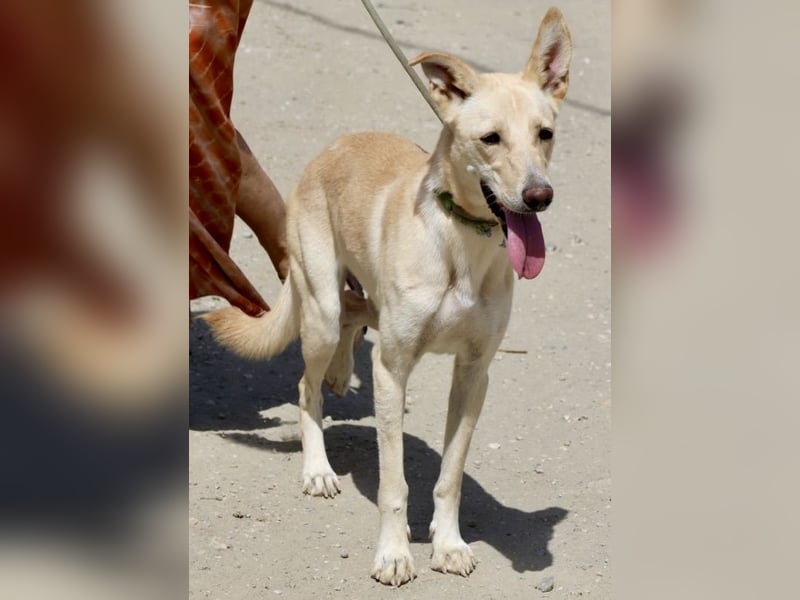 Susi - lernwillig, klug und zugänglich