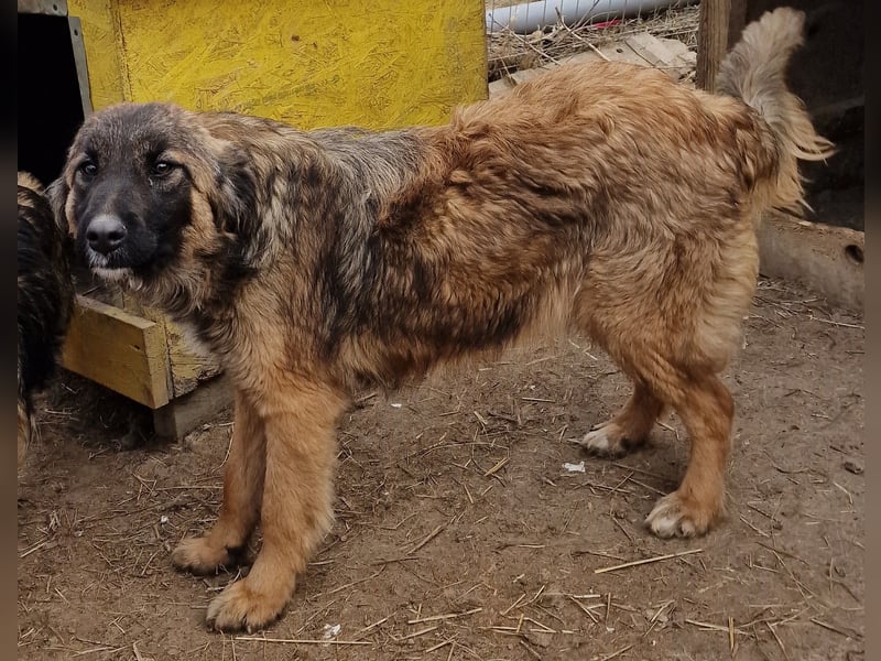 Peach - freundlich und verträglich