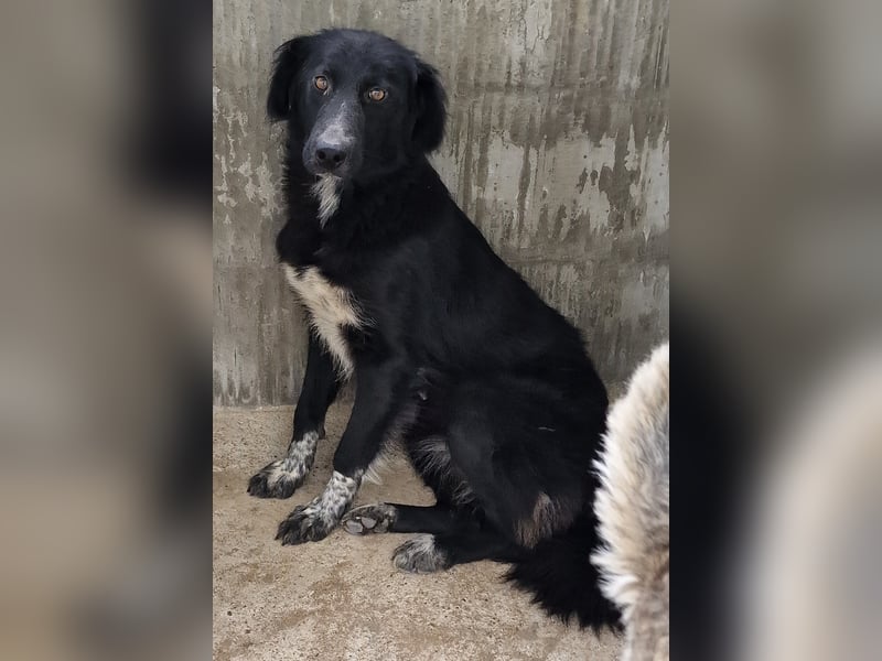 Cindy - verschmust und interessiert