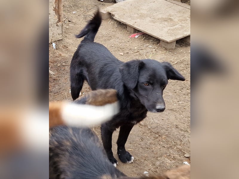 Lance - verträglich und vorsichtig