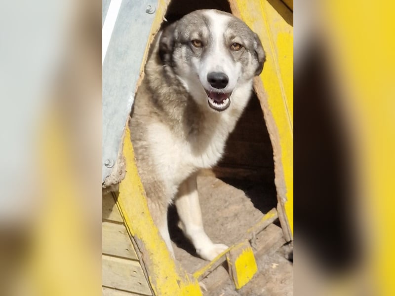 Inka - vorsichtig und verträglich